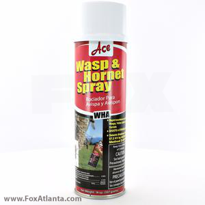 Wasp
